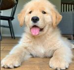 30 Receitas Saudáveis para Pet