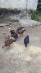 7 frangos caipira e seis femeas e um macho 