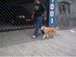 Adestrador de cães a domicílio Mooca