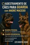 Adestramento de Cães – Transforme Seu Melhor Amigo no Companheiro dos Sonhos 