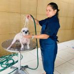 Banho e tosa a domicílio 