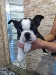 Boston Terrierlindos Filhotes