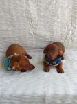 Dachshund Mini  machos  Entrego Hoje Chama no zap