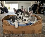 Doação de 2 Filhotes de Husky Siberiano: Urgente Doação de 2 Filhotes de Husky Siberiano Puros 85997841581