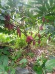 fazenda produtora de cacau bahia