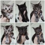 Filhote de Maine Coon - Beleza Selvagem e Personalidade Doce