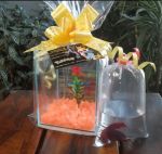 Kit festa com peixe betta e aquário para lembrancinhas 
