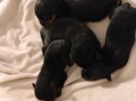 Lindos filhotes de rottweiler 
