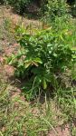 Terreno a Venda Em Paraibuna - o Refugio Perfeito Para Sua Casa Ou Chácara 