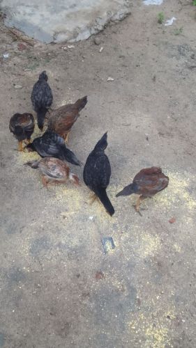 7 frangos caipira e seis femeas e um macho  757762