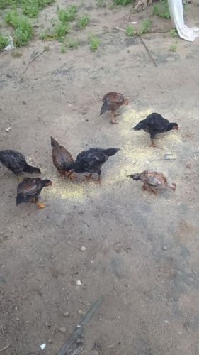 7 frangos caipira e seis femeas e um macho  757763