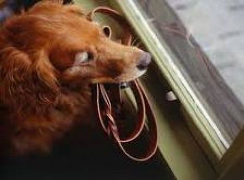 Táxi Dog e Pet Táxi Anjos da Guarda Transporte de Animais de Estimação 7188