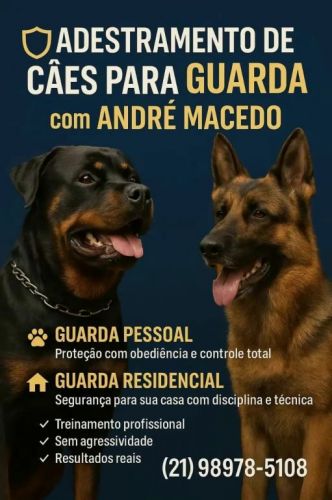 Adestramento de Cães – Transforme Seu Melhor Amigo no Companheiro dos Sonhos  754312