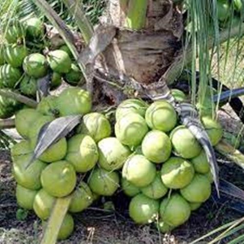 Água de coco e derivados 761366