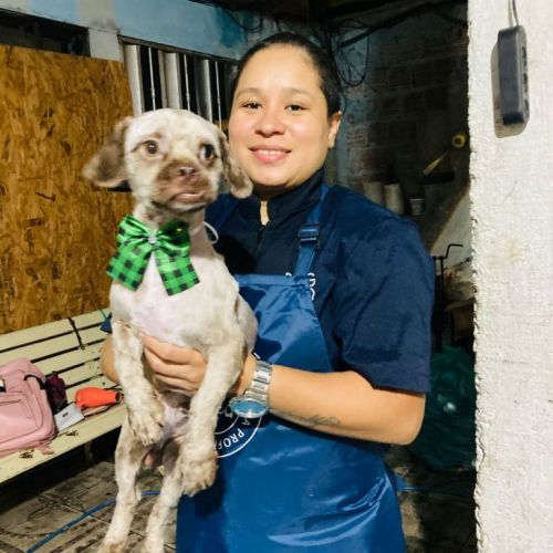 Banho e tosa a domicílio  770055