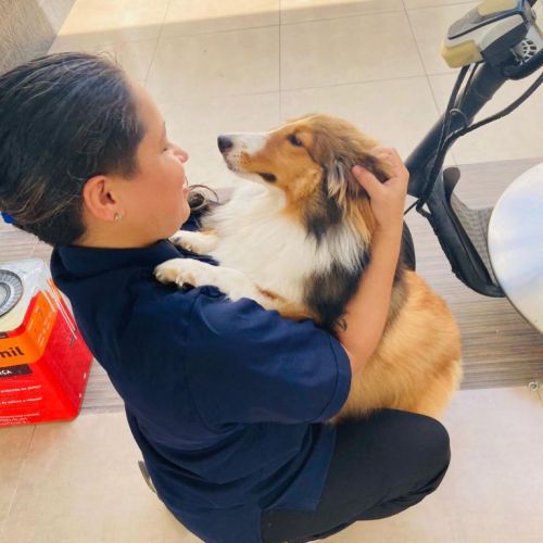 Banho e tosa a domicílio  770056