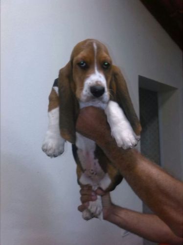 Basset Hound Lindos Filhotes 775297
