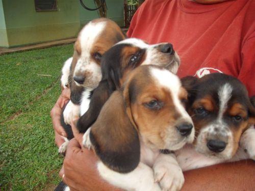 Basset Hound Lindos Filhotes 775298