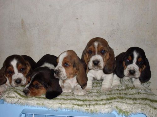 Basset Hound Lindos Filhotes 775299
