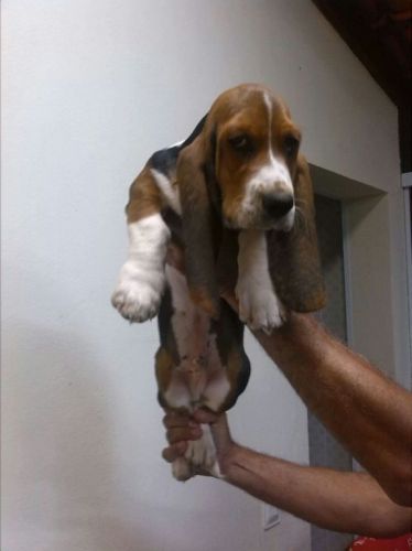 Basset Hound Lindos Filhotes 775300