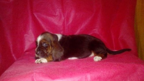 Basset Hound Lindos Filhotes 775301