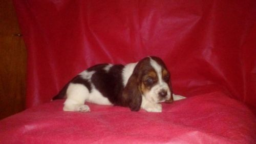 Basset Hound Lindos Filhotes 775302