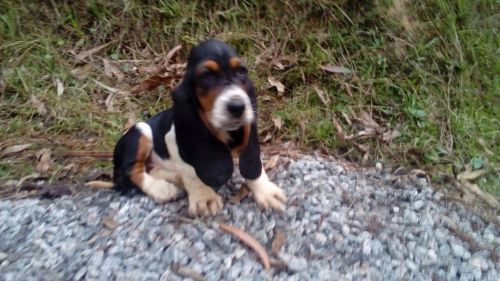 Basset Hound Lindos Filhotes 775303