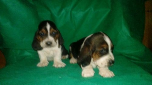 Basset Hound Lindos Filhotes 775304