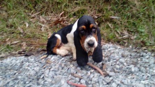Basset Hound Lindos Filhotes 775305