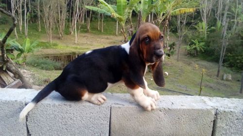 Basset Hound Lindos Filhotes 775306