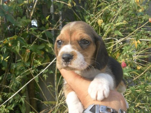 Beagle Lindos Filhotes 770636