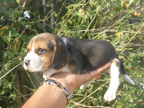 Beagle Lindos Filhotes 770637