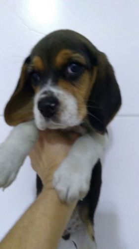Beagle Lindos Filhotes 770638