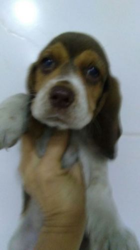 Beagle Lindos Filhotes 770640