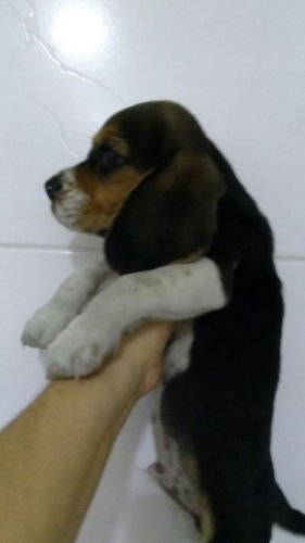 Beagle Lindos Filhotes 770641