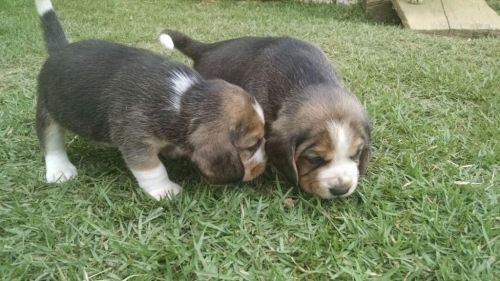 Beagle Lindos Filhotes 770642