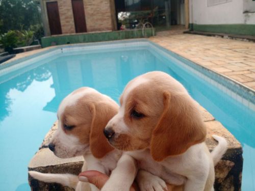 Beagle Lindos Filhotes 770645