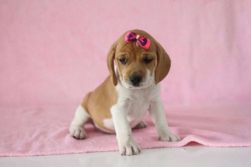 Beagle Lindos Filhotes 775279
