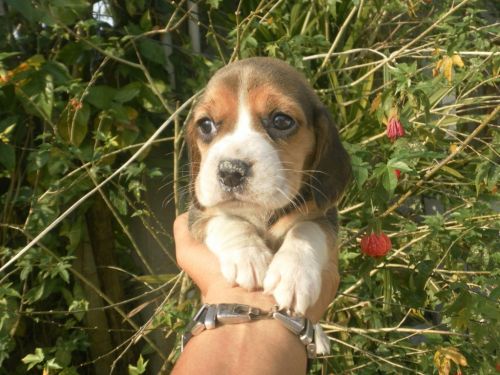 Beagle Lindos Filhotes 775282