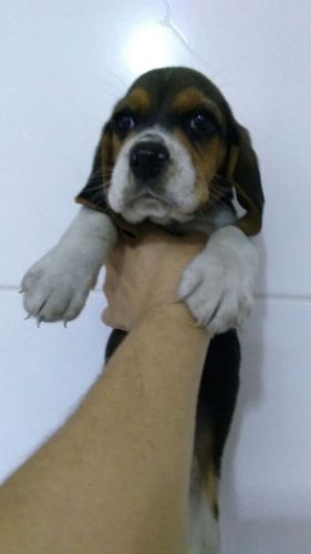 Beagle Lindos Filhotes 775284