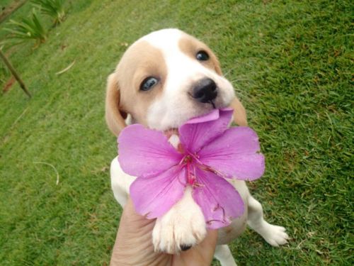 Beagle Lindos Filhotes 775286