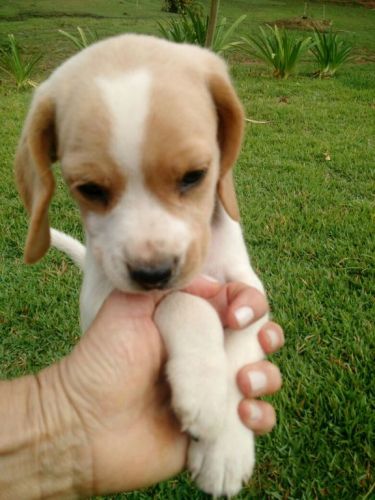 Beagle Lindos Filhotes 775287