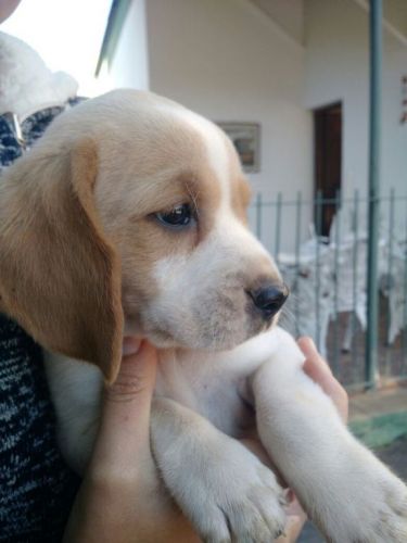 Beagle Lindos Filhotes 775288