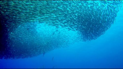 Bonaire seu Caribe para mergulho windsurfe e kitesurfe 769497