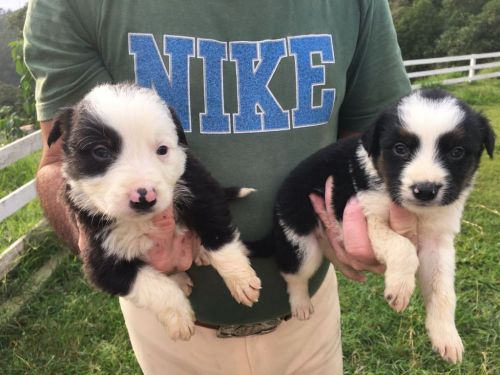 Border Collie Lindos Filhotes	r$ 1.80000 775307