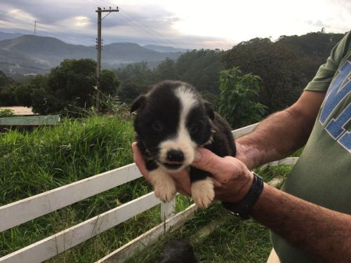 Border Collie Lindos Filhotes	r$ 1.80000 775308