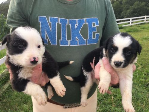 Border Collie Lindos Filhotes	r$ 1.80000 775310