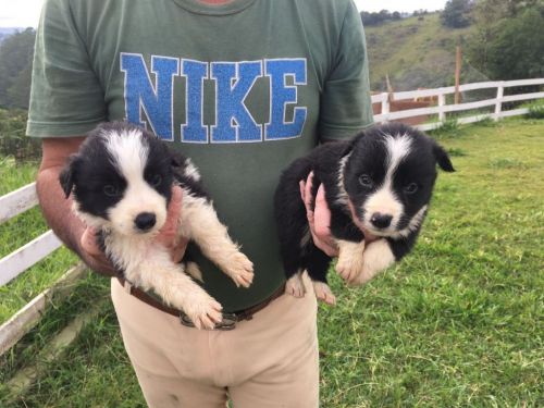 Border Collie Lindos Filhotes	r$ 1.80000 775311