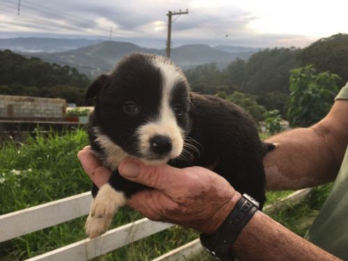 Border Collie Lindos Filhotes	r$ 1.80000 775312