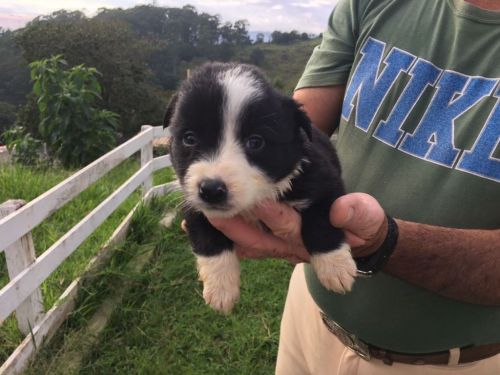 Border Collie Lindos Filhotes	r$ 1.80000 775313